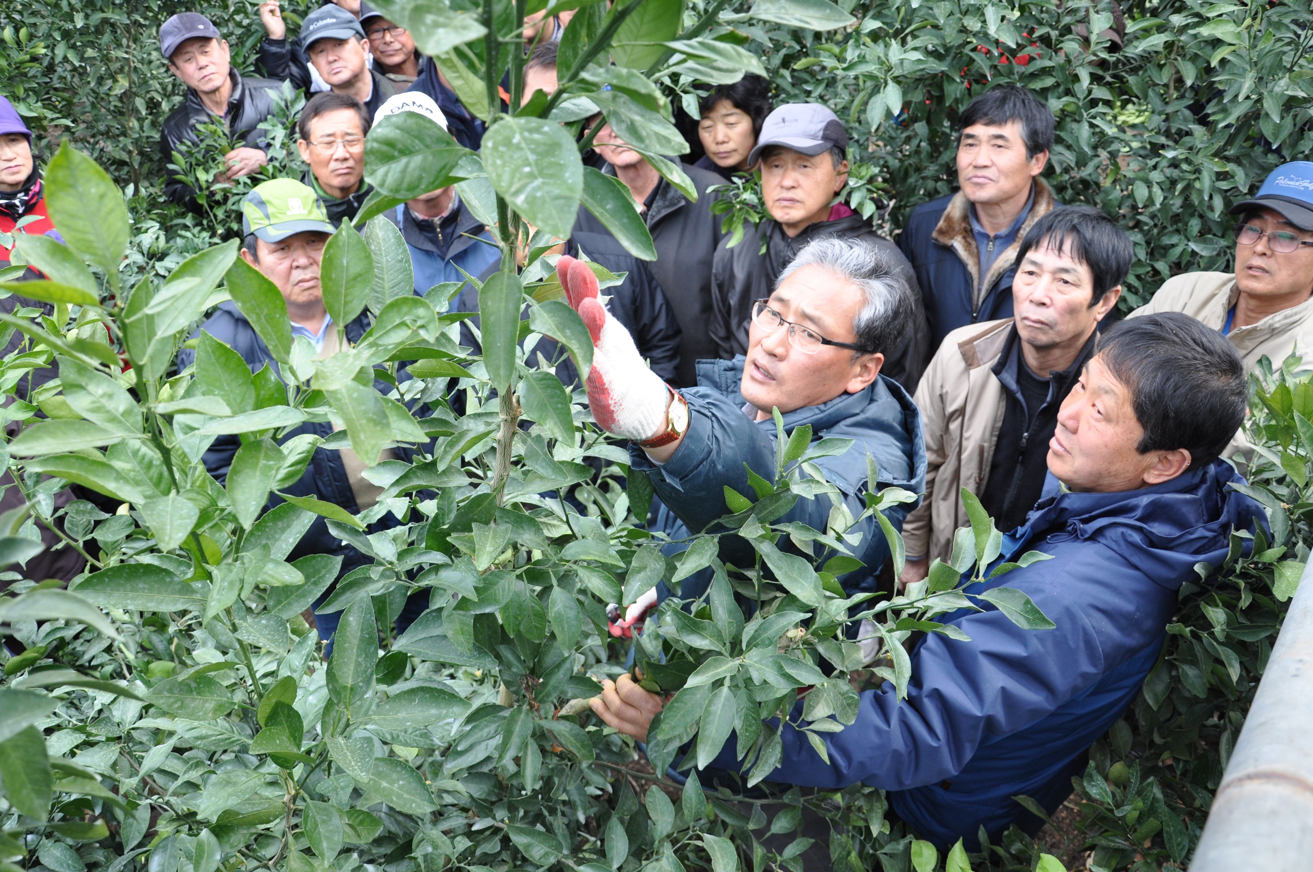 만감류 정지전정 교육 현장